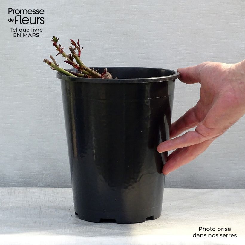 Exemplar von Rosa persica Sunshine Babylon Eyes - Zwerg-Parkrose Topf mit 4L/5L wie im Frühjahr geliefert