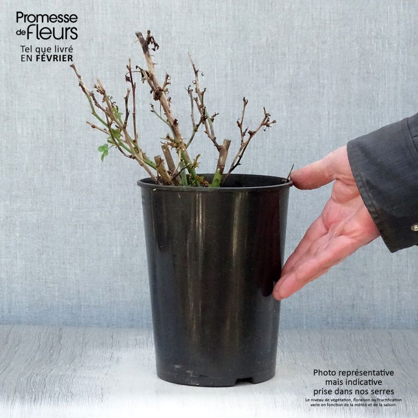 Exemplar von Rosier Sweet Dream - Zwerg-Parkrose Topf mit 3L/4L wie im Winter geliefert