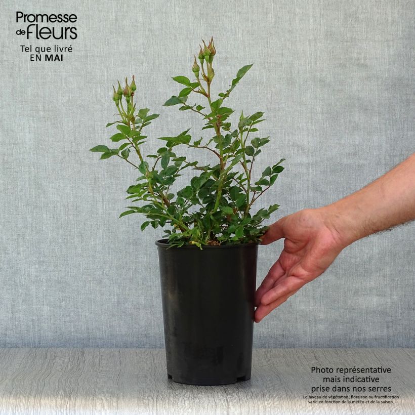 Exemplar von Rosier Sweet Dream - Zwerg-Parkrose Topf mit 3L/4L wie im Frühjahr geliefert