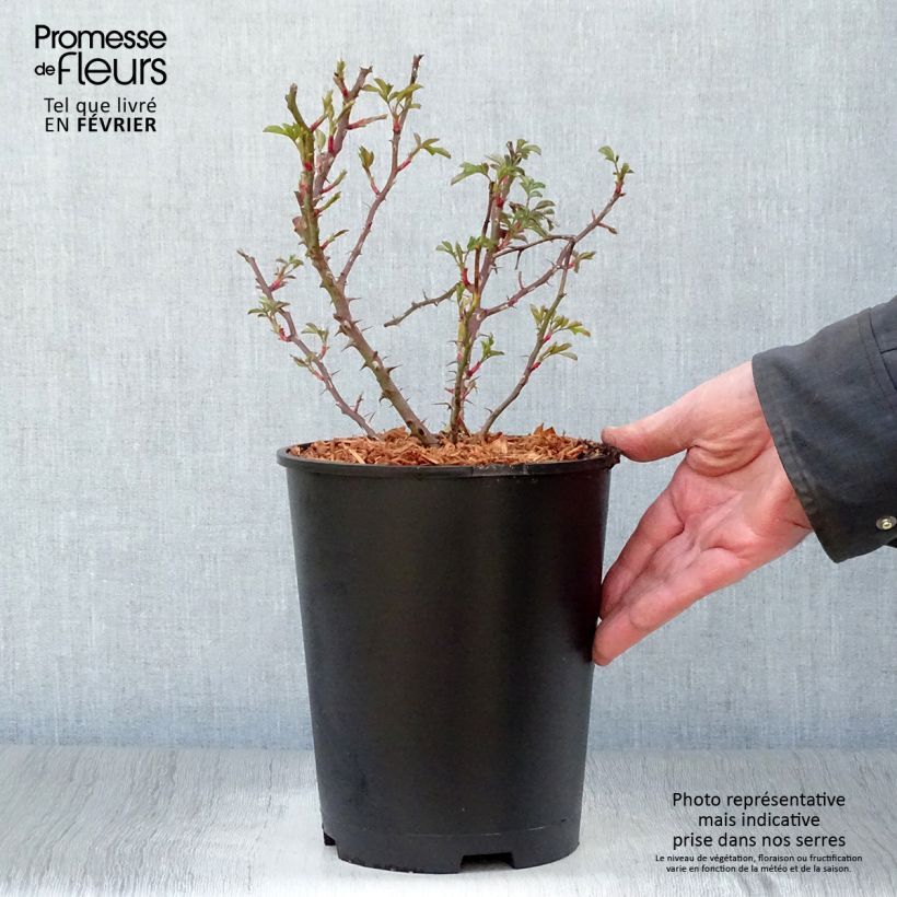 Exemplar von Rosa persica Trendy Babylon Eyes - Zwerg-Parkrose Topf mit 4L/5L wie im Winter geliefert