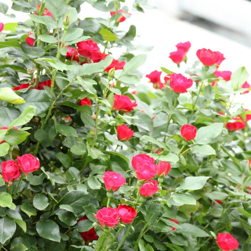 Rosa polyantha Zepeti Meibenbino - Zwerg-Parkrose (Plant habit)