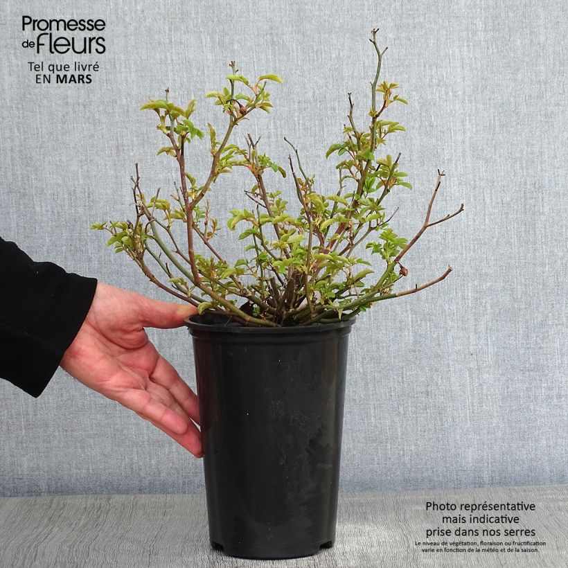 Exemplar von Rosa polyantha Koster Orange - Zwerg-Parkrose Topf mit 3L/4L wie im Winter geliefert
