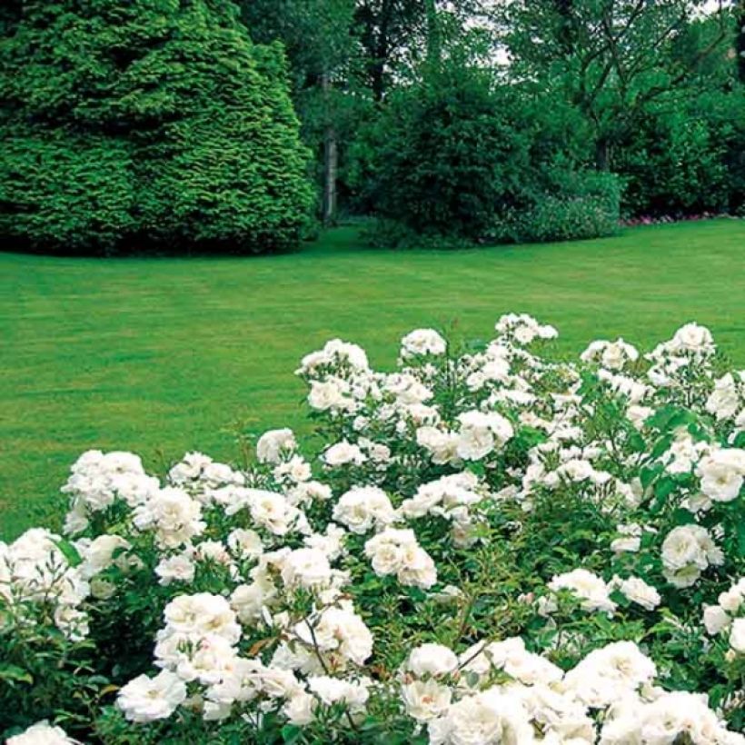 Rosa Schneeflocke (Opalia) - Rambler-Rose (Wuchs)