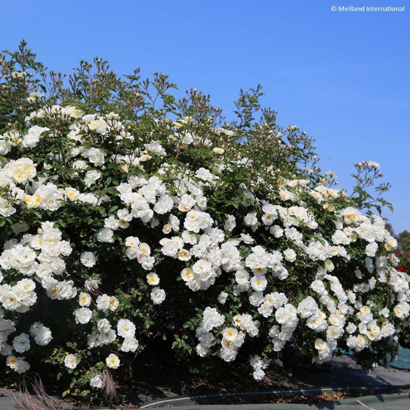 Rosa Street Colors La Grande Motte Meimeigea - Parkrose (Plant habit)