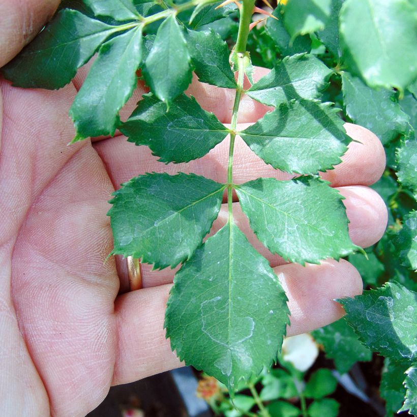 Rosa persica Cream Babylon Eyes - Zwerg-Parkrose (Foliage)