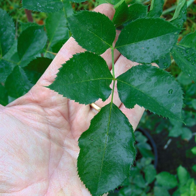 Rosa Eyeconic - Kletterrose (Foliage)
