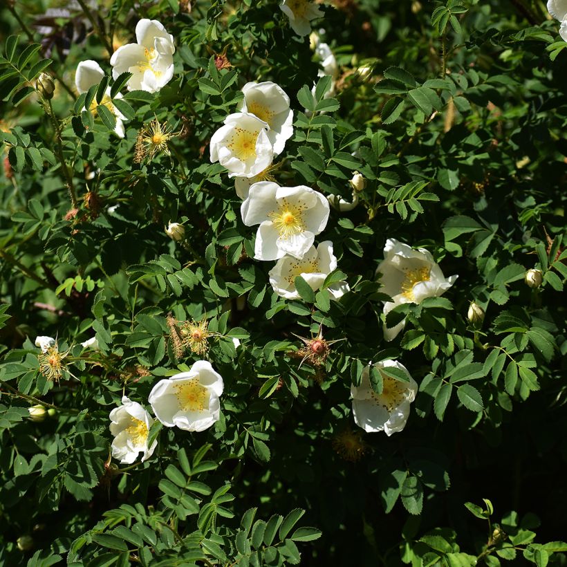 Rosa rugosa Alba - Apfelrose (Hafen)