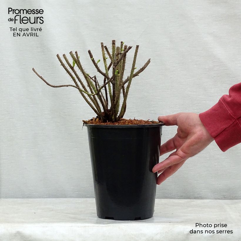 Exemplar von Rosa rugosa Alba - Apfelrose Topf mit 3L/4L wie im Frühjahr geliefert