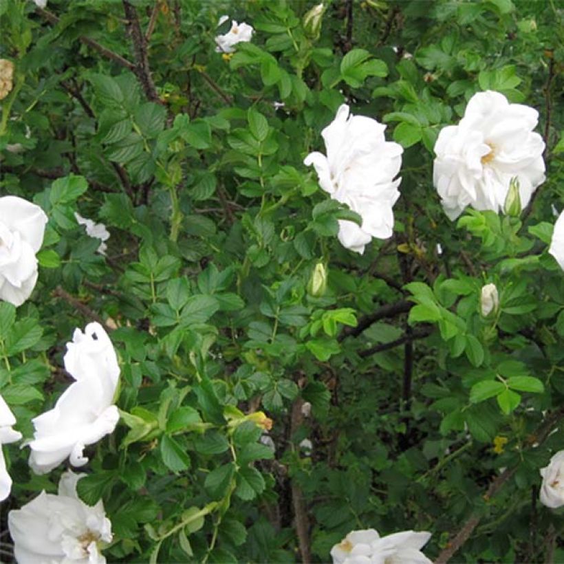 Rosa rugosa Blanc Double de Coubert - Apfelrose (Foliage)