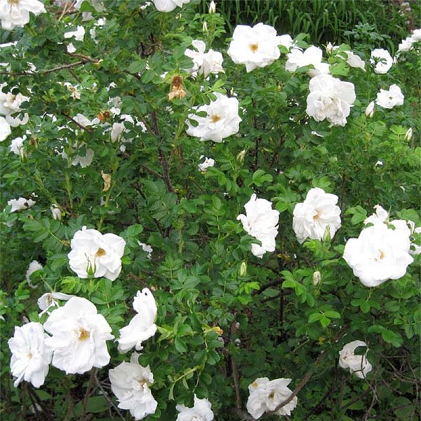Rosa rugosa Blanc Double de Coubert - Apfelrose (Plant habit)