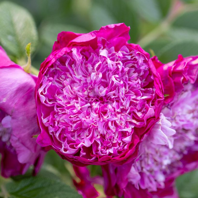 Rosa (x) rugosa Pompom Perfume - Apfelrose (Flowering)