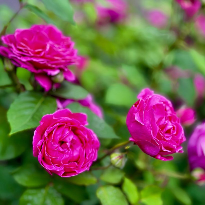 Rosa rugosa Roseraie de l'Haÿ - Apfelrose (Blüte)