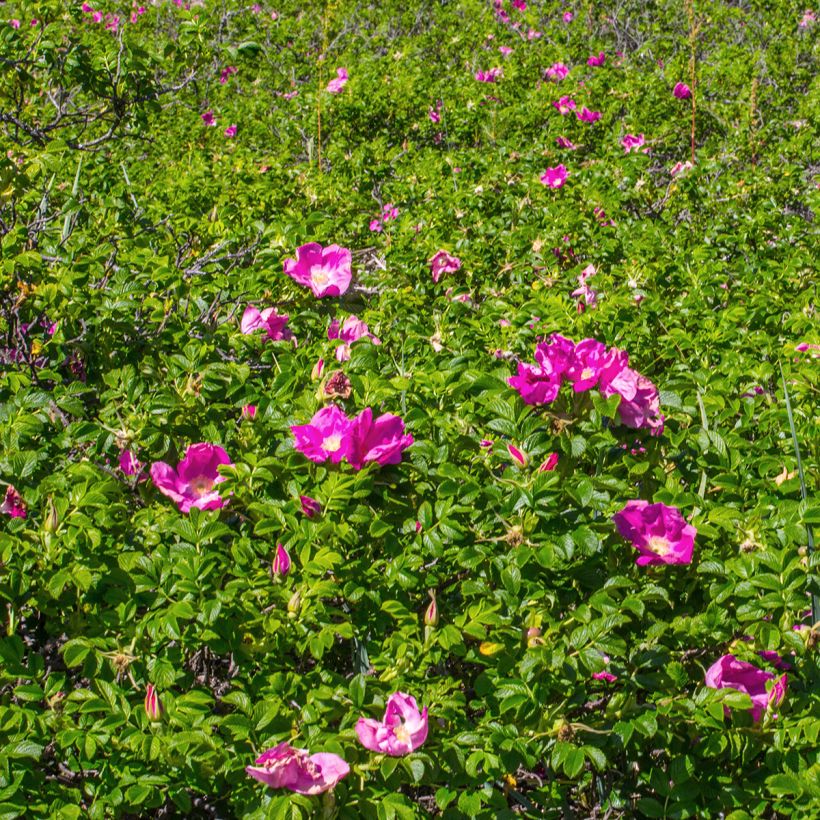 Rosa rugosa - Apfelrose (Hafen)