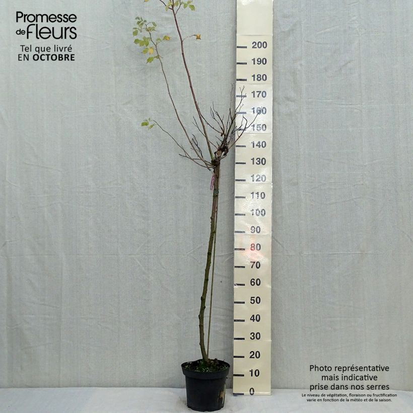 Example of Stammrose Calizia Topf mit 7,5L/10L, Stamm as you get in automne