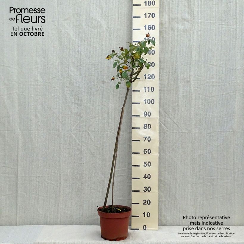 Example of Stammrose Friesia Koresia Topf mit 7,5L/10L, Stamm as you get in automne