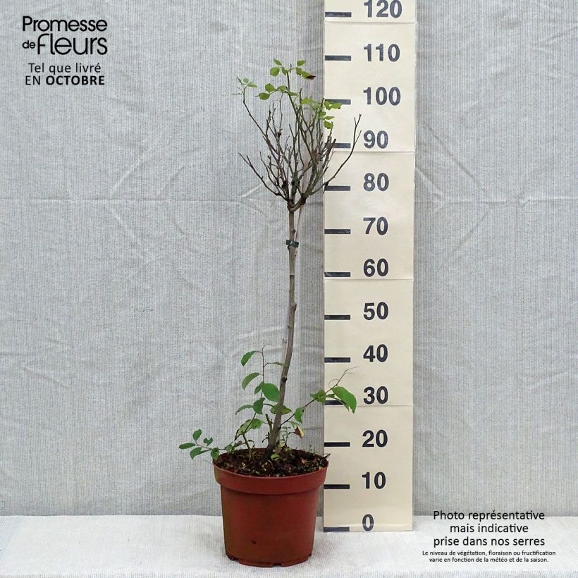 Example of Stammrose polyantha Global Hit Topf mit 4L/5L, Stamm as you get in automne
