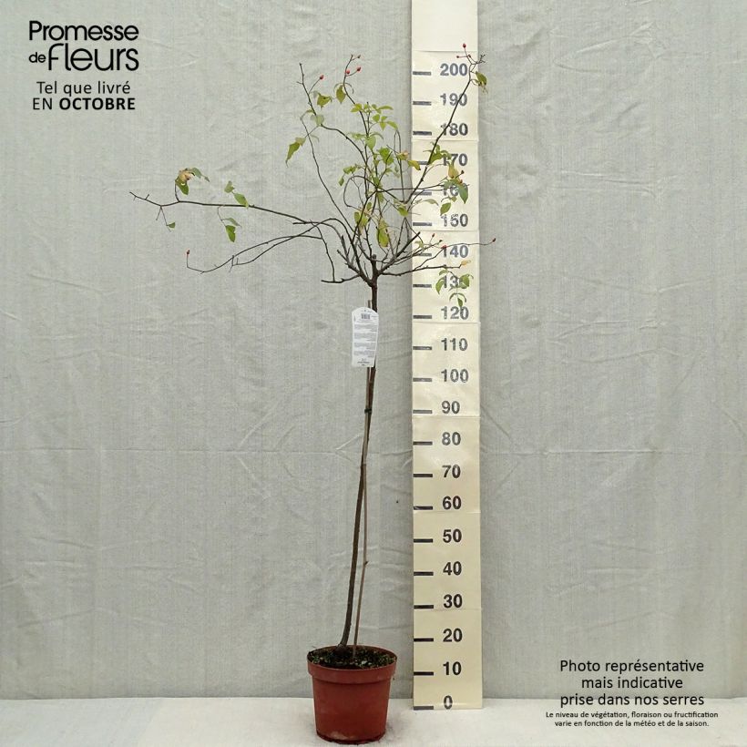 Example of Stammrose Guirlande d'Amour Topf mit 7,5L/10L, Stamm as you get in automne