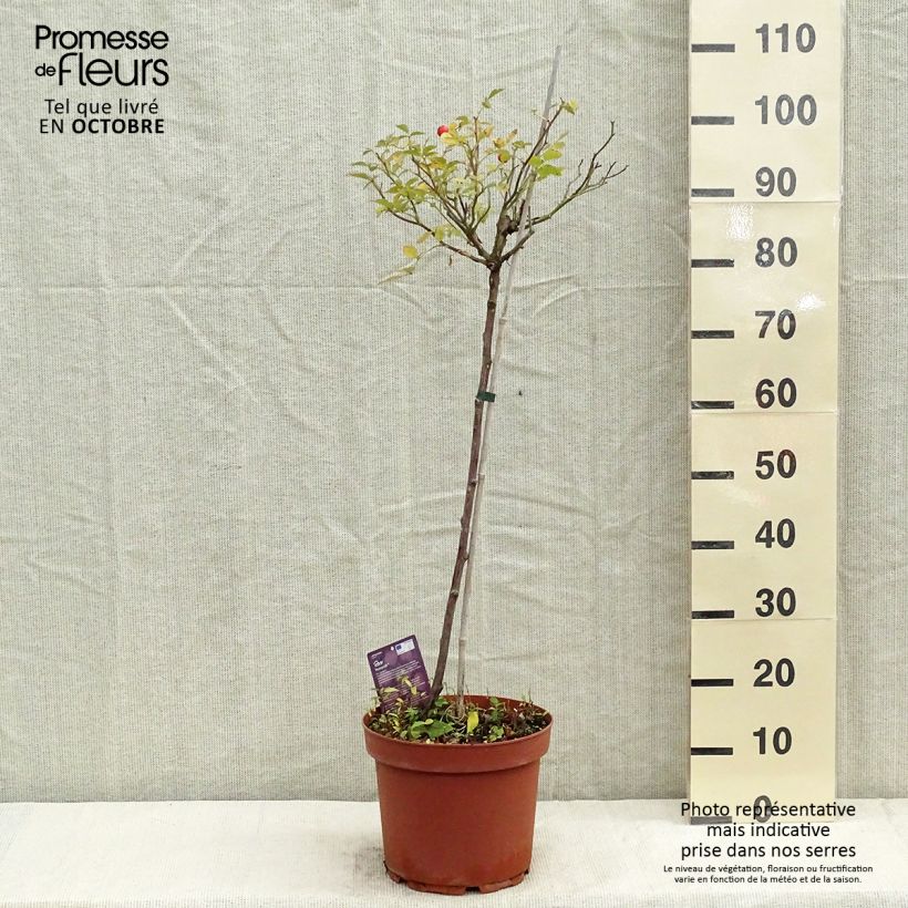 Example of Stammrose polyantha Honeymilk Topf mit 7,5L/10L, Stamm as you get in automne