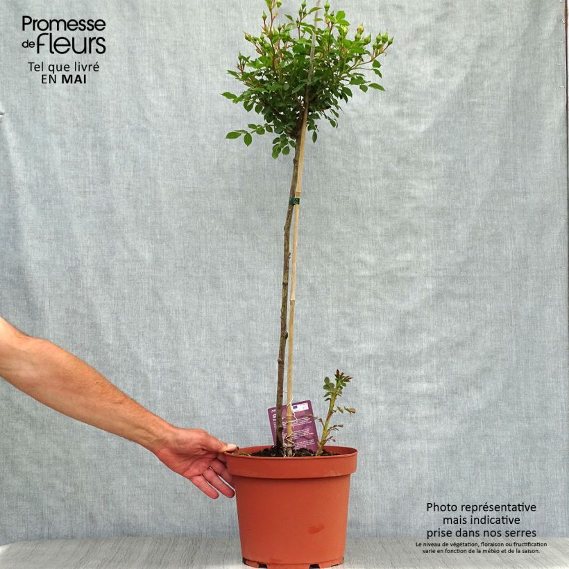 Exemplar von Stammrose polyantha Honeymilk Topf mit 7,5L/10L, Stamm wie im Frühjahr geliefert