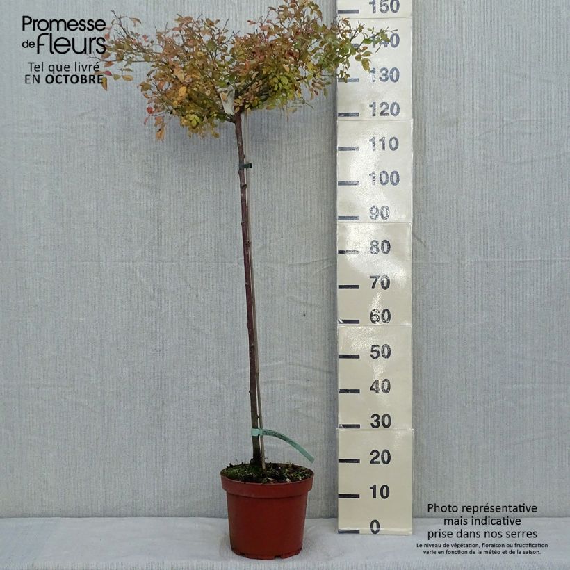 Example of Stammrose The Fairy Topf mit 7,5L/10L, Stamm as you get in automne