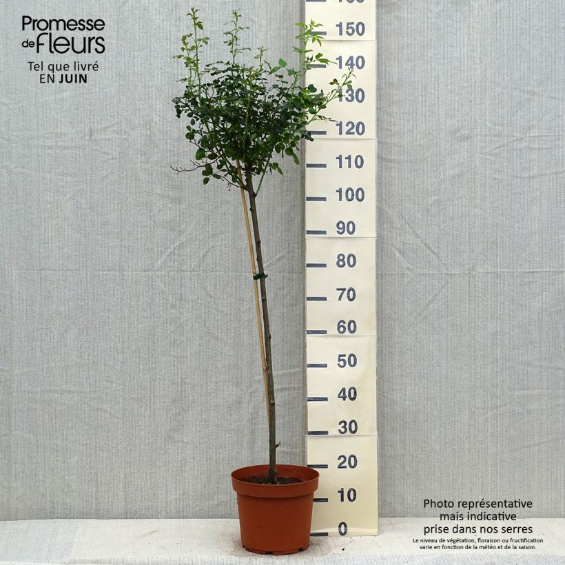 Example of Stammrose Gärtnerfreude (Toscana) Topf mit 4L/5L, Stamm as you get in ete