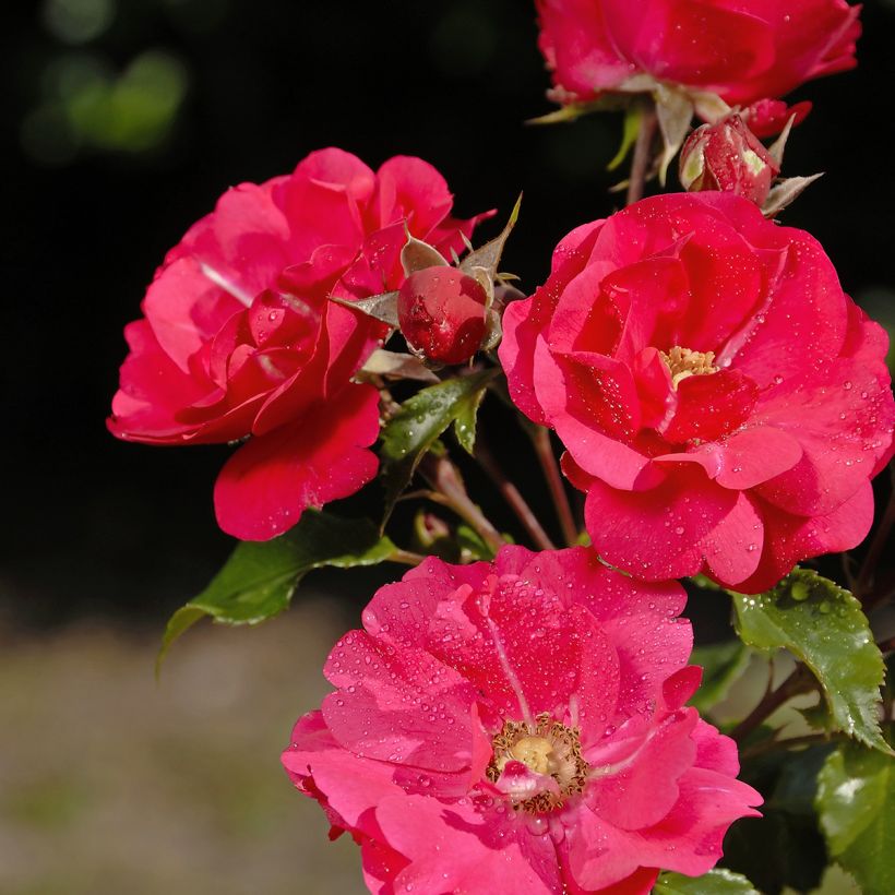 Rosa PATIO ROSE Xenia Korpinka - Beetrose (Flowering)