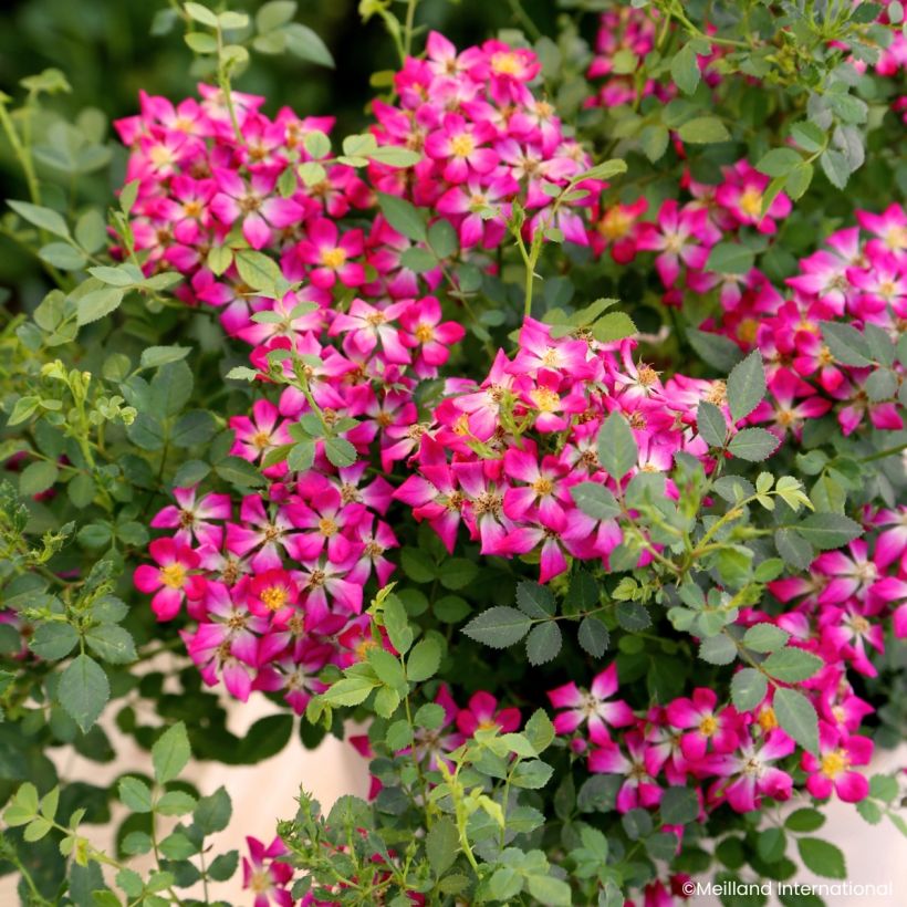 Rosa Galaxy Antares - Zwergrose (Blüte)