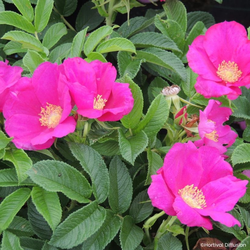 Rosier rugosa Angelia Eglantine - Apfelrose (Blüte)