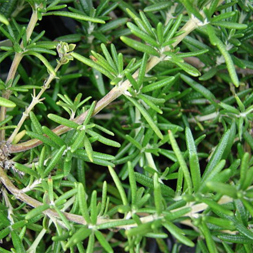 Rosmarin - Rosmarinus officinalis (Foliage)