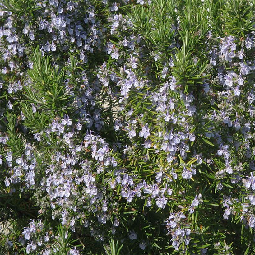 Rosmarin - Rosmarinus officinalis (Flowering)