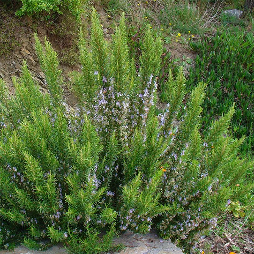 Rosmarin - Rosmarinus officinalis (Plant habit)