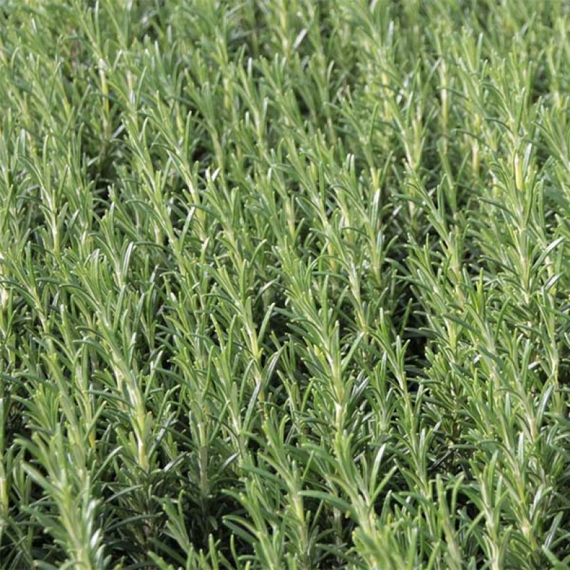 Rosmarin Albiflorus - Rosmarinus officinalis (Foliage)