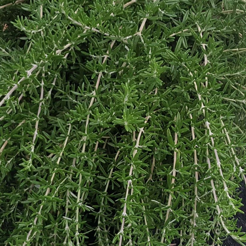 Rosmarin Blue Cascade - Rosmarinus officinalis (Foliage)