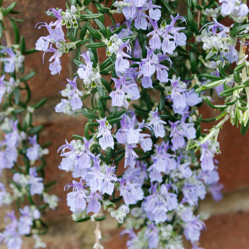 Rosmarin Blue Cascade - Rosmarinus officinalis (Flowering)