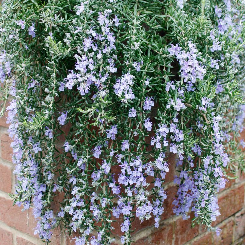 Rosmarin Blue Cascade - Rosmarinus officinalis (Plant habit)