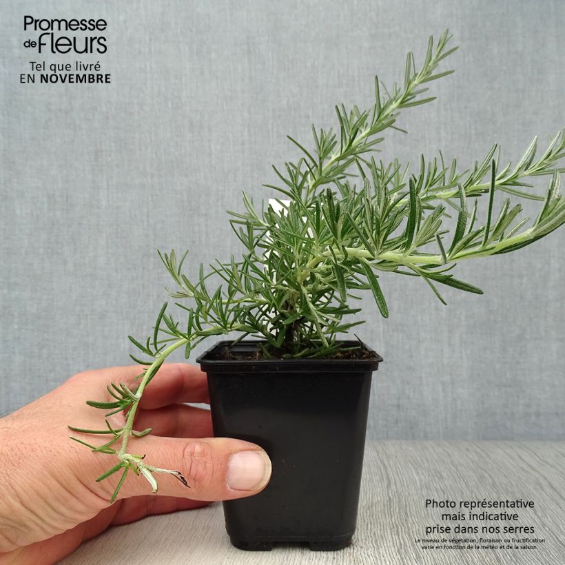 Example of Rosmarin Blue Cascade - Rosmarinus officinalis Kleine Töpfe von 8/9 cm as you get in automne