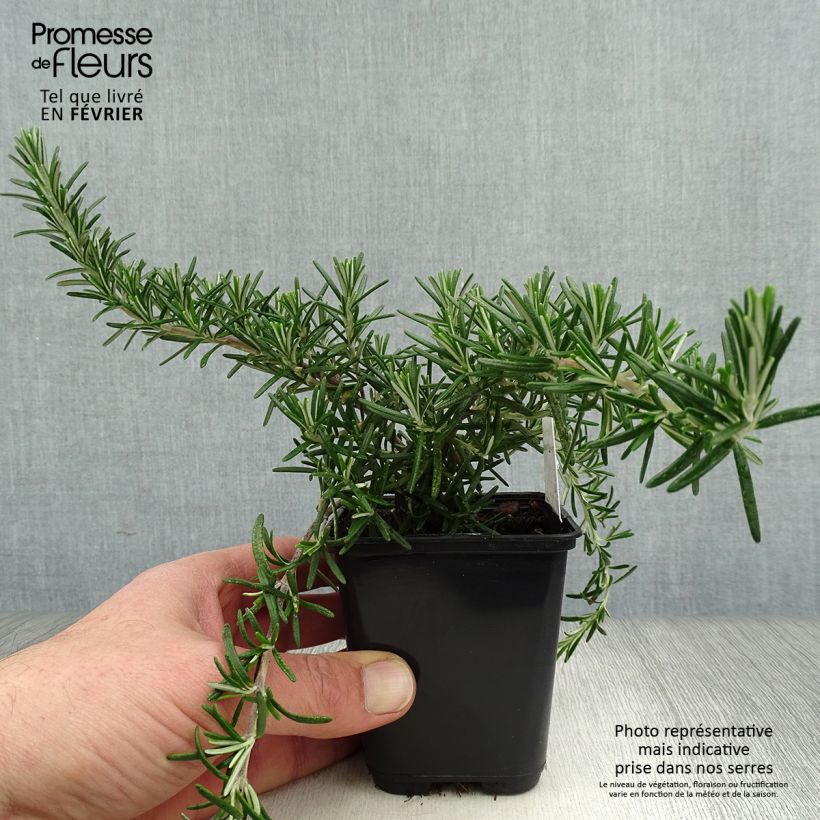 Exemplar von Rosmarin Blue Cascade - Rosmarinus officinalis Kleine Töpfe von 8/9 cm wie im Winter geliefert