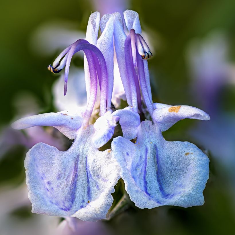 Rosmarin Miss Jessopps Upright - Rosmarinus officinalis (Flowering)