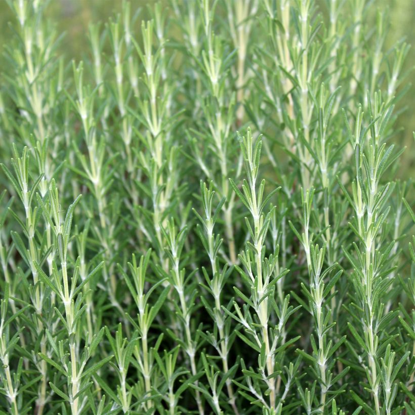 Rosmarin Miss Jessopps Upright - Rosmarinus officinalis (Plant habit)