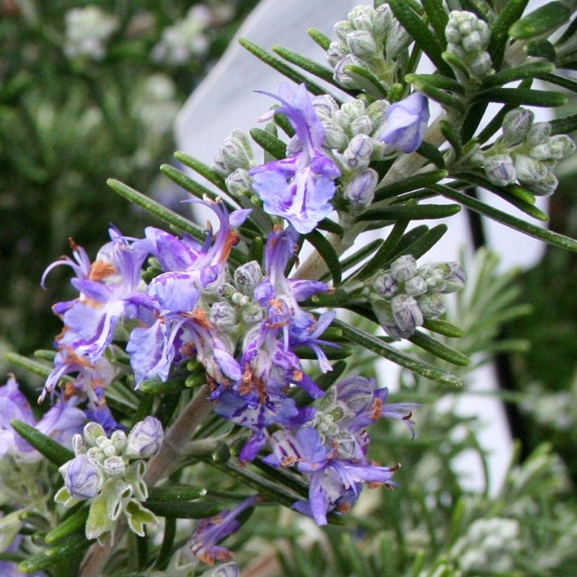 Rosmarin Pointe du Raz - Rosmarinus officinalis (Flowering)