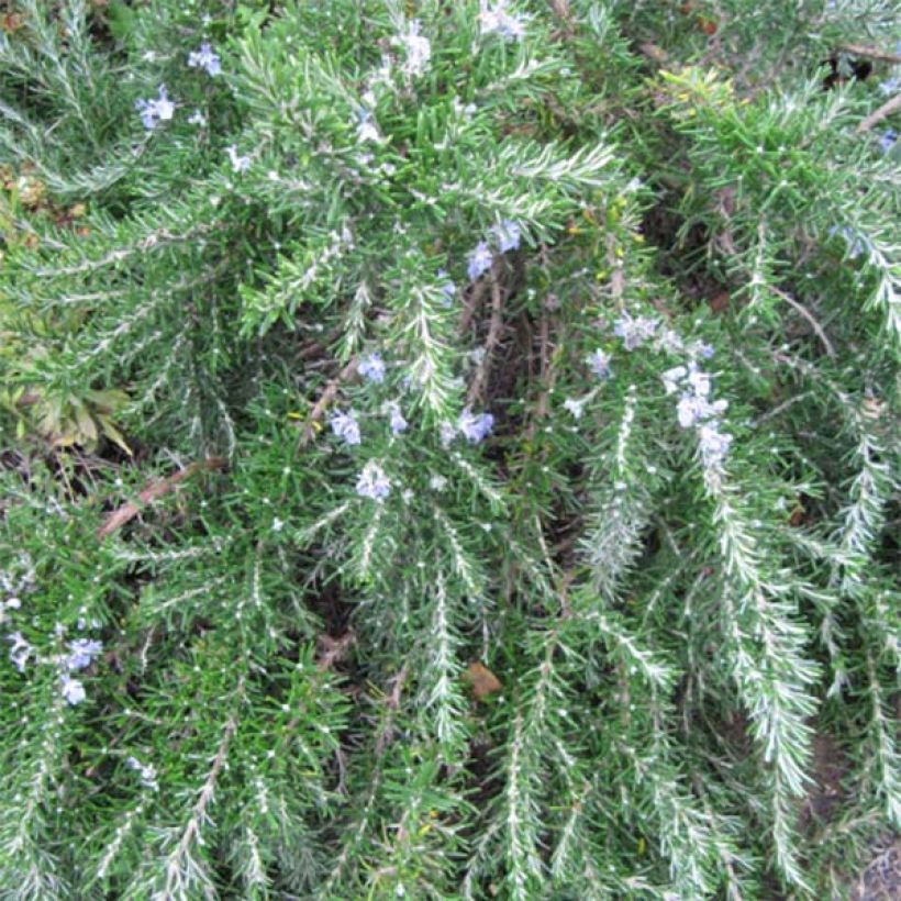 Rosmarin Prostratus - Rosmarinus officinalis (Foliage)