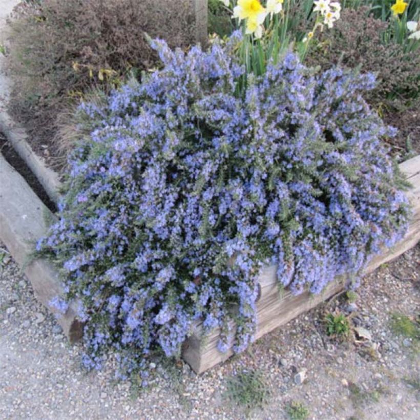 Rosmarin Prostratus - Rosmarinus officinalis (Plant habit)