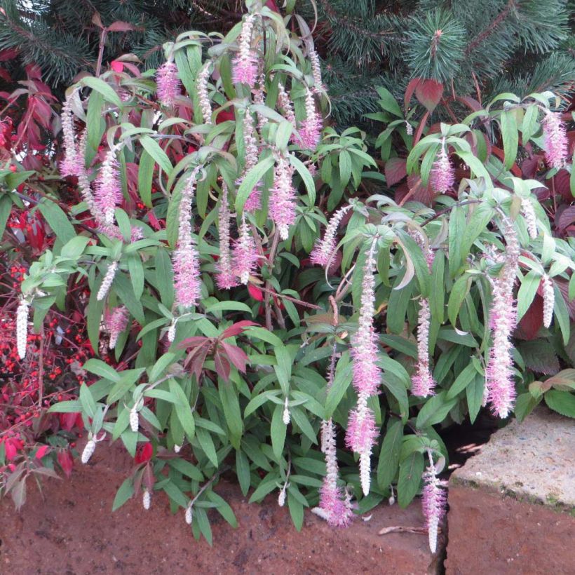 Rostrinucula dependens Happy Cascade - Tränender Schmetterlingsstrauch (Plant habit)