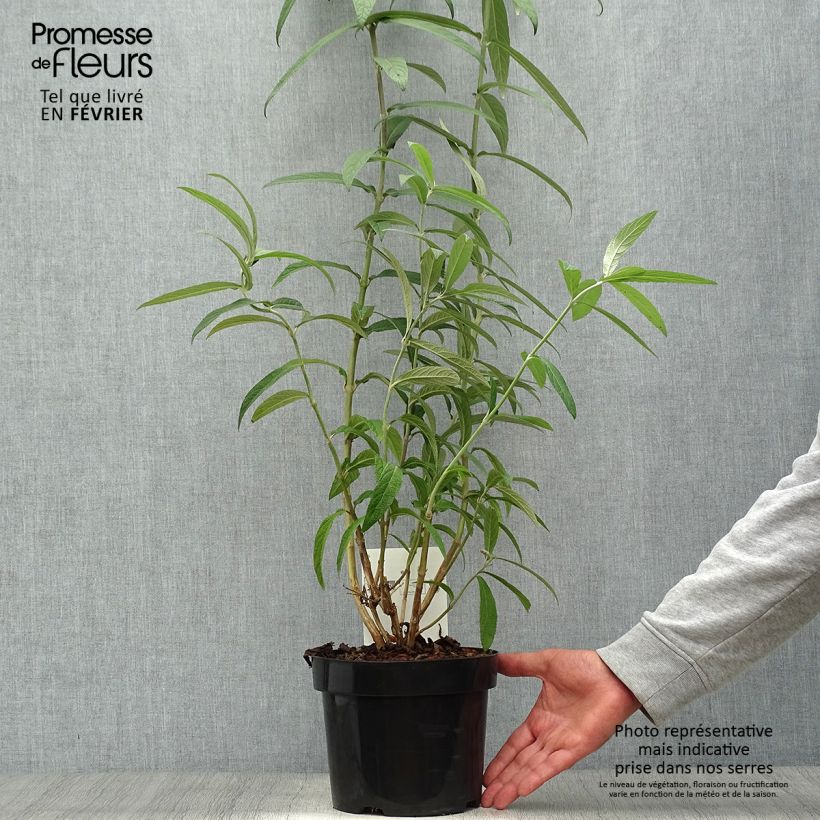 Example of Rostrinucula dependens Happy Cascade - Tränender Schmetterlingsstrauch Topf mit 3L/4L as you get in automne