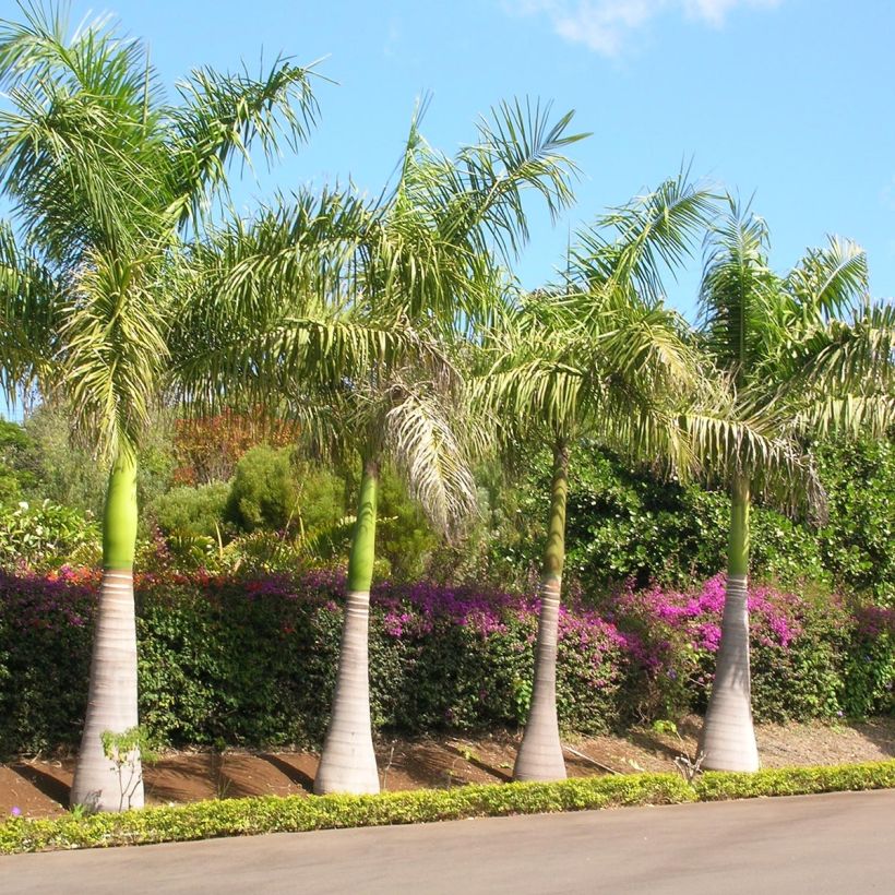 Roystonea regia - Barbados-Königspalme (Plant habit)