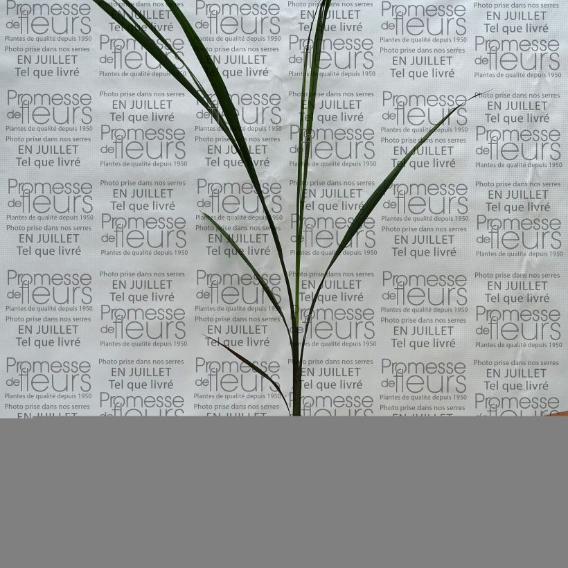 Example of Roystonea regia - Barbados-Königspalme Topf mit 7,5L/10L as you get in ete