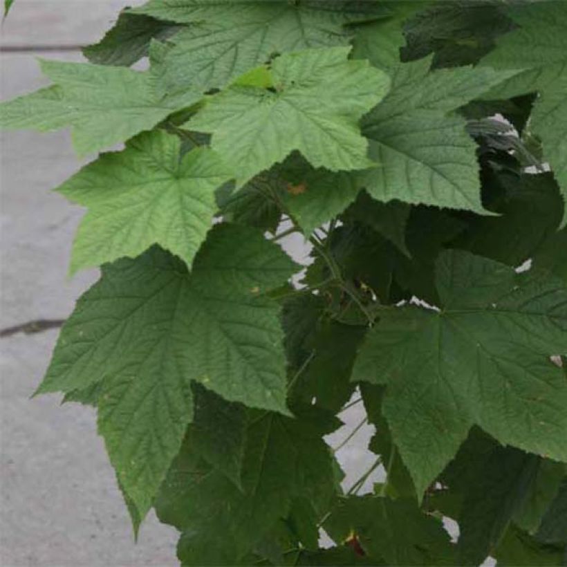Rubus tridel Benenden - Schau-Himbeere (Foliage)