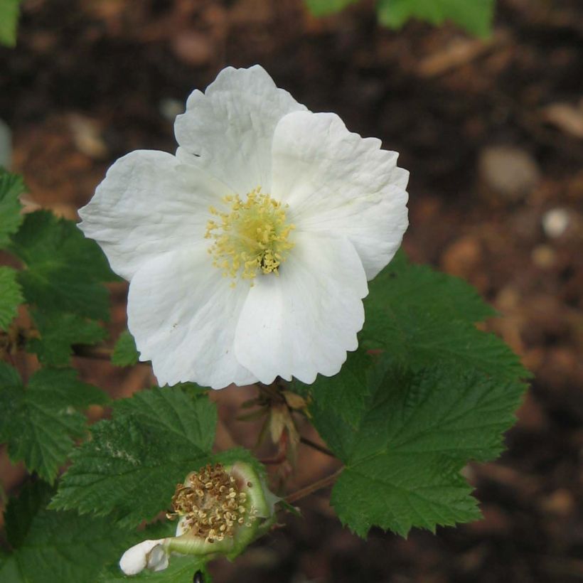 Rubus tridel Benenden - Schau-Himbeere (Flowering)