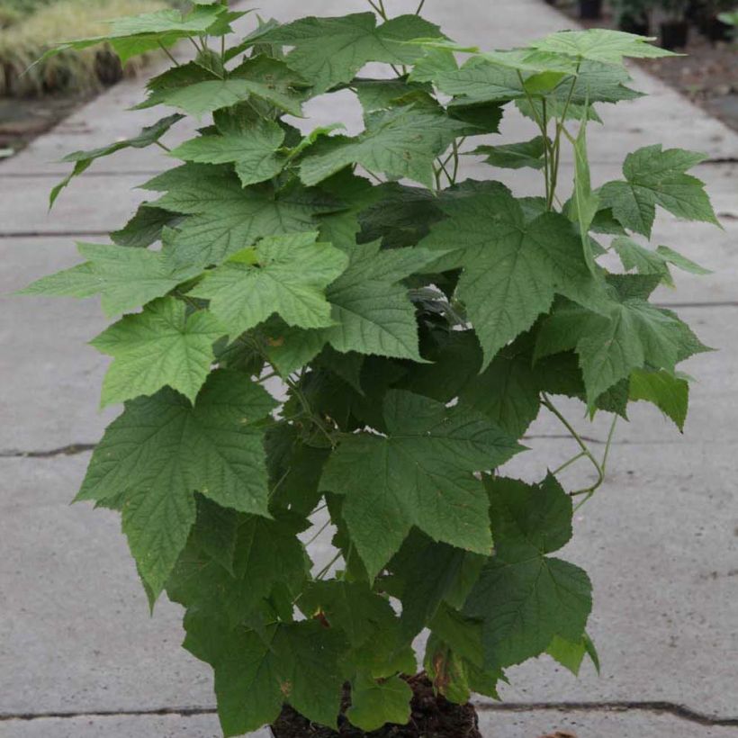 Rubus tridel Benenden - Schau-Himbeere (Plant habit)