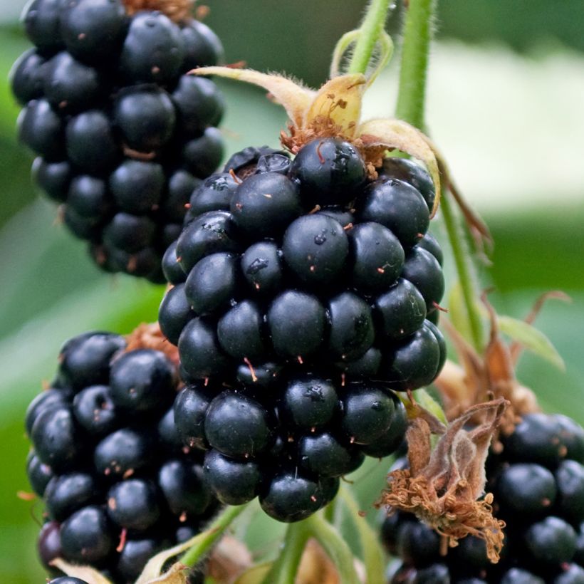 Brombeere Géante des jardins (Harvest)